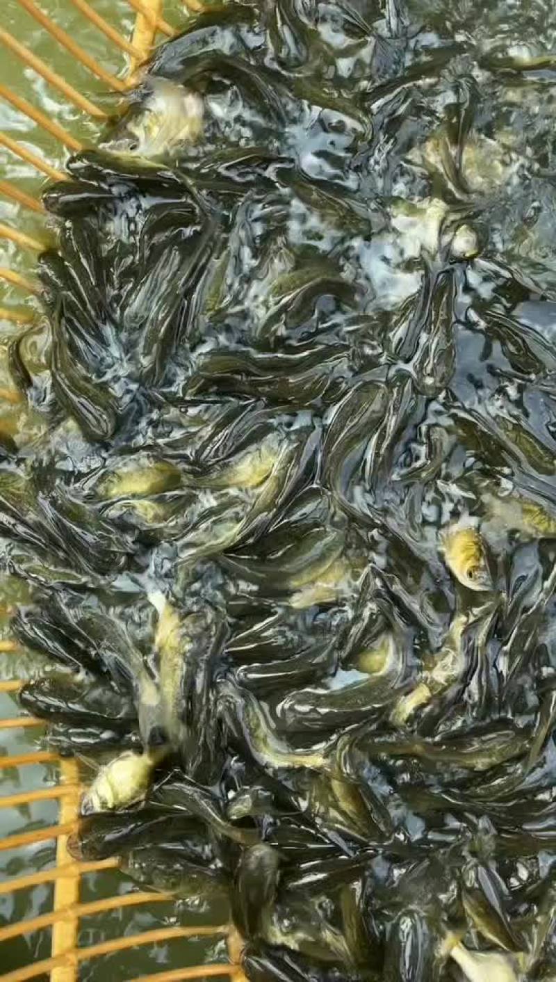 缩骨大头鱼苗大量有售，一手货源，产地直供，价格美丽