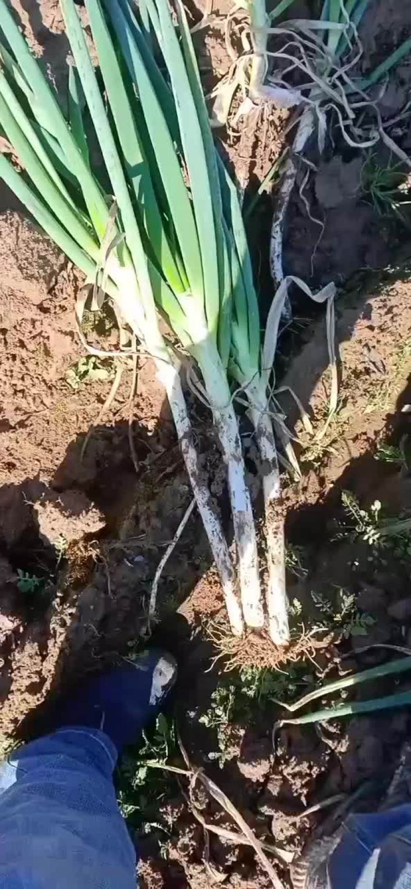 日本钢葱