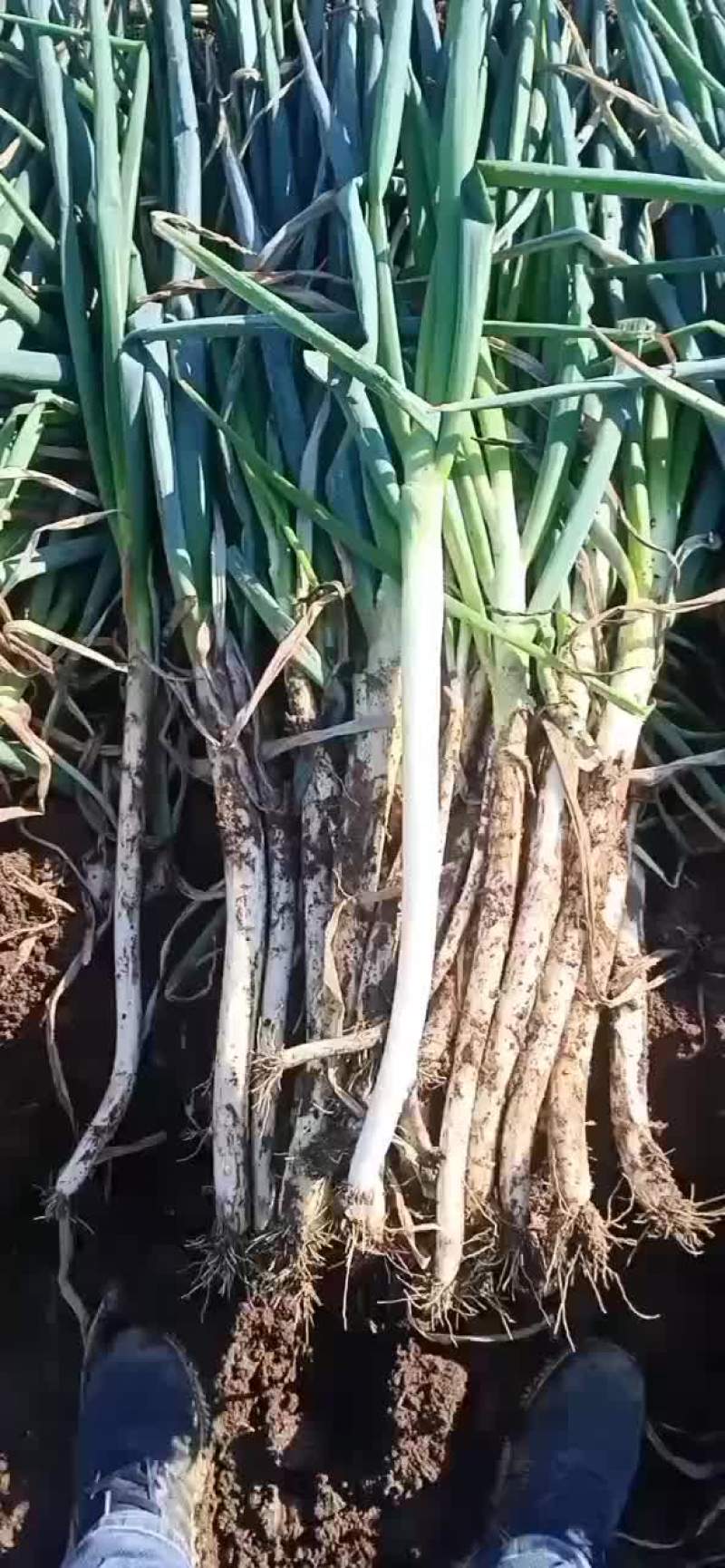 日本钢葱