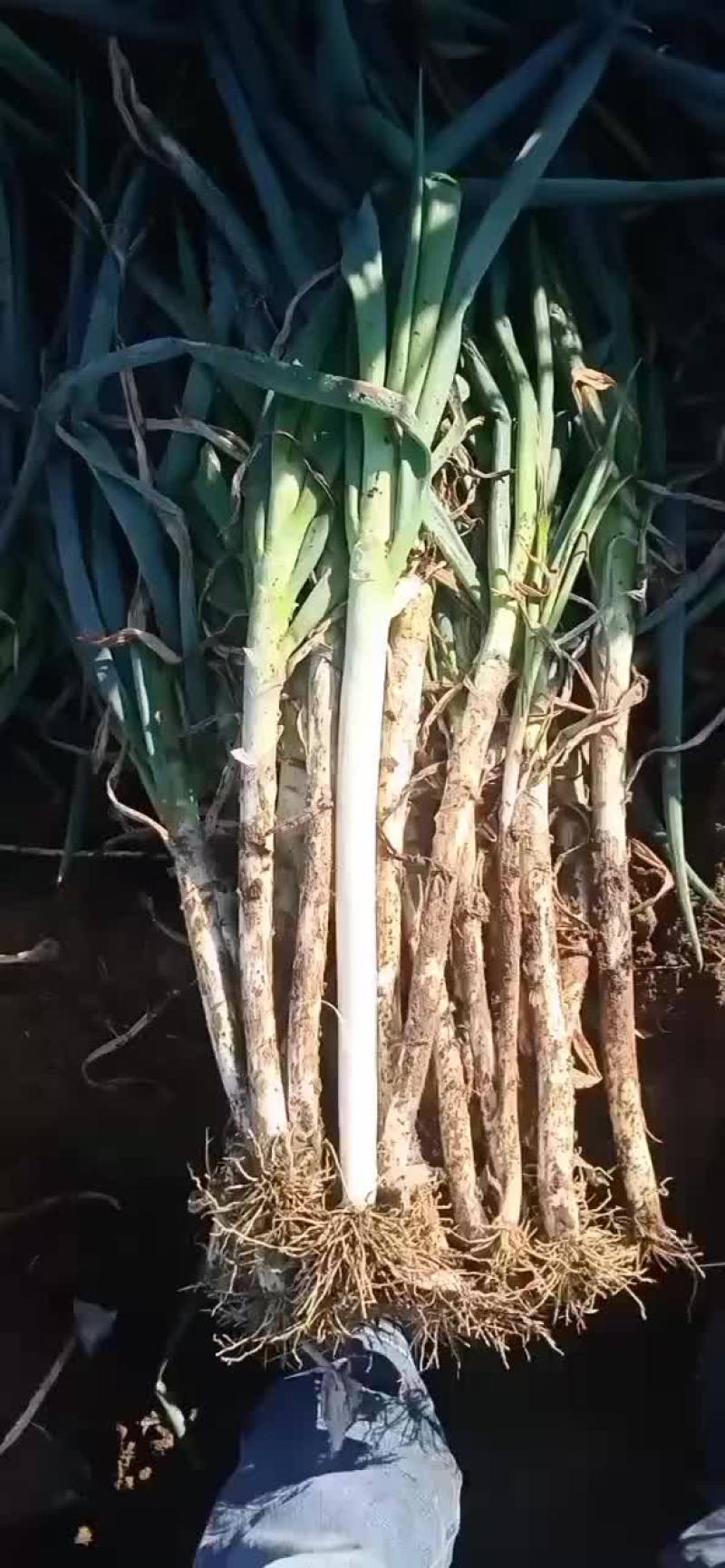日本钢葱
