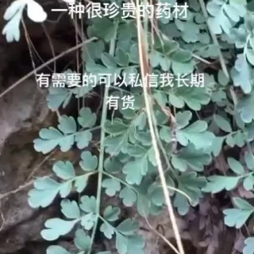 岩黄莲现货