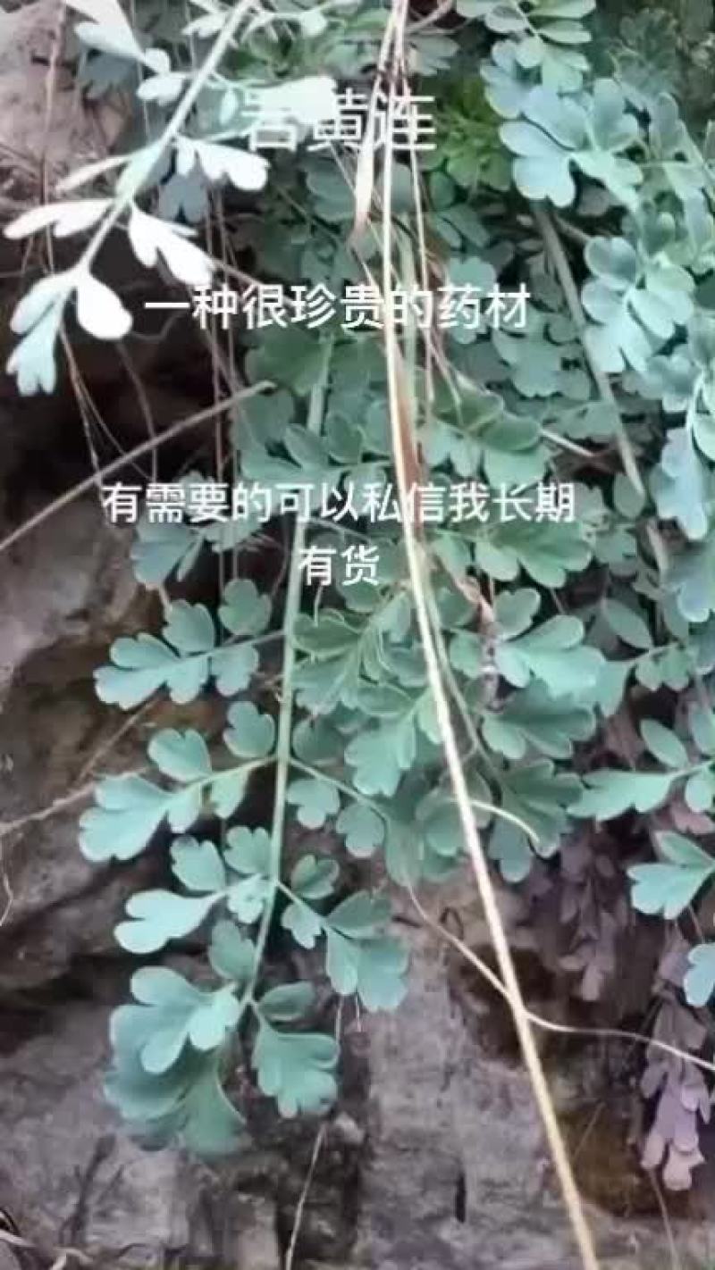 岩黄莲现货