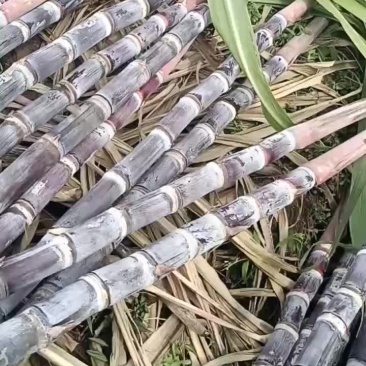 黑皮甘蔗