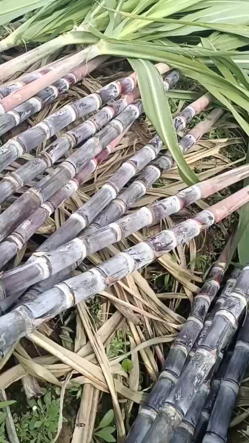 黑皮甘蔗
