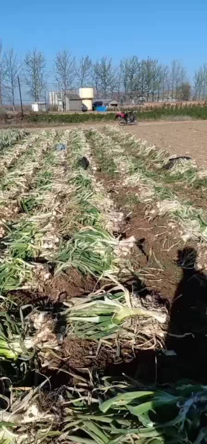 山西鸡腿大葱
