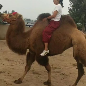 我厂常年出售骑乘骆驼，观赏骆驼，欢迎来场考察