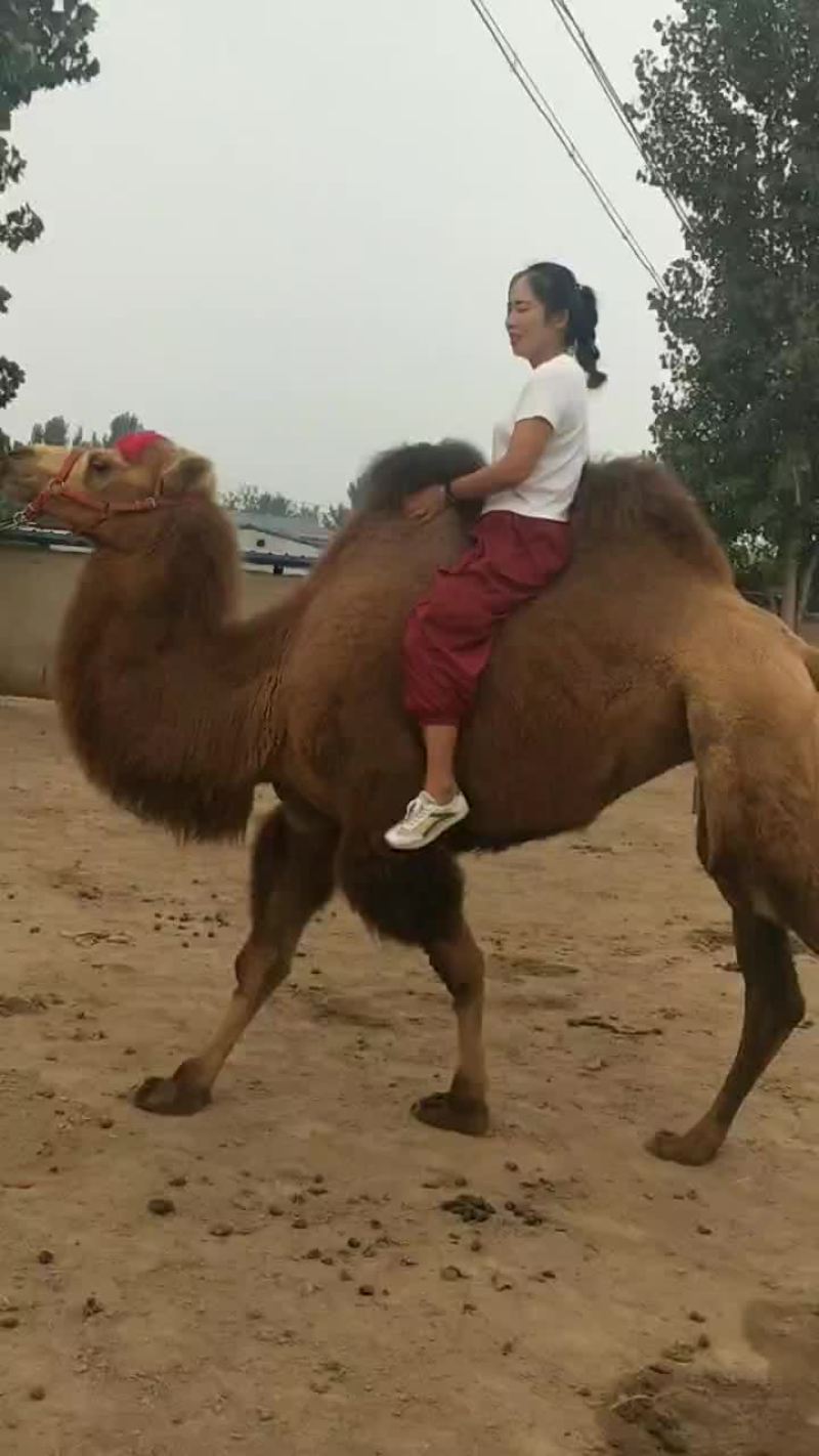我厂常年出售骑乘骆驼，观赏骆驼，欢迎来场考察