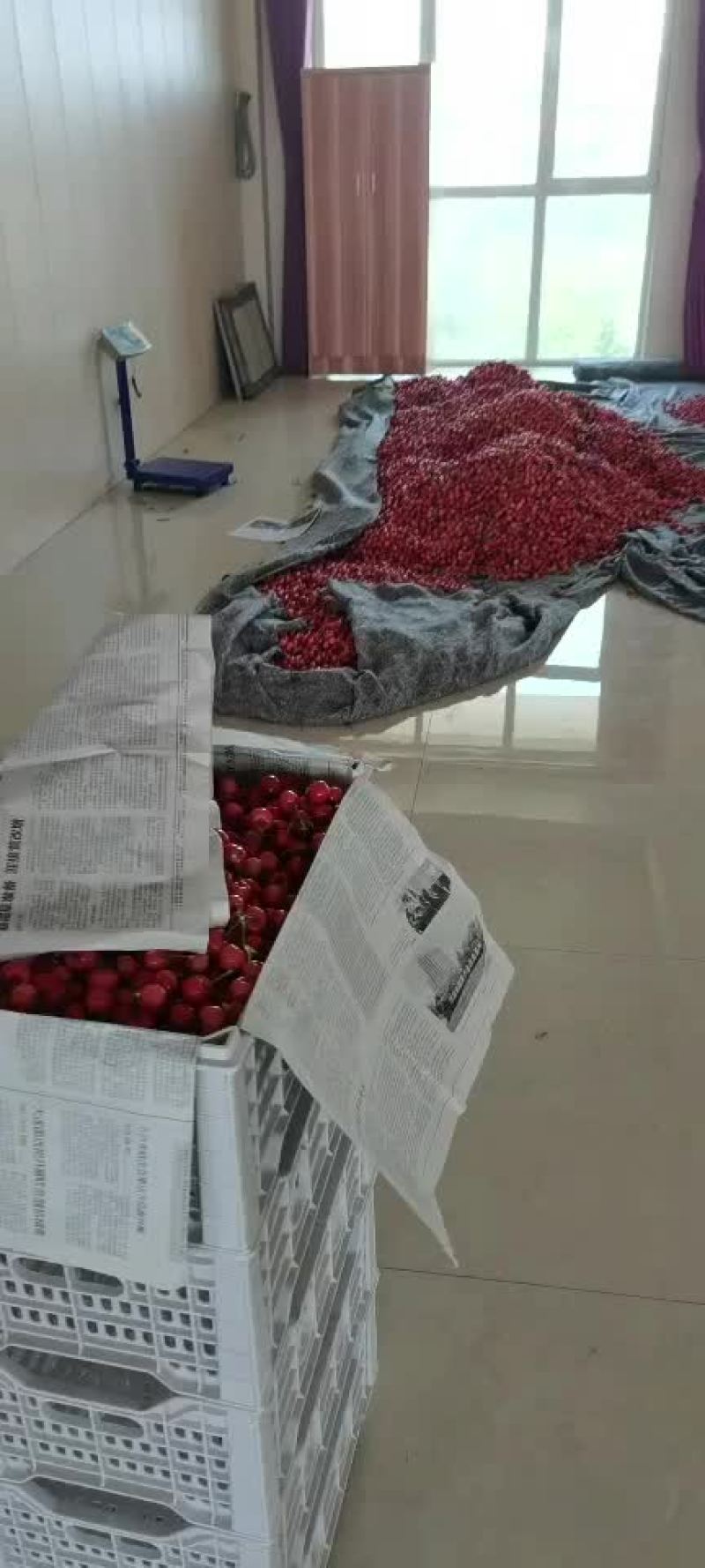 樱桃，，车厘子，，进口，国产，，一手货源充足供应链，，