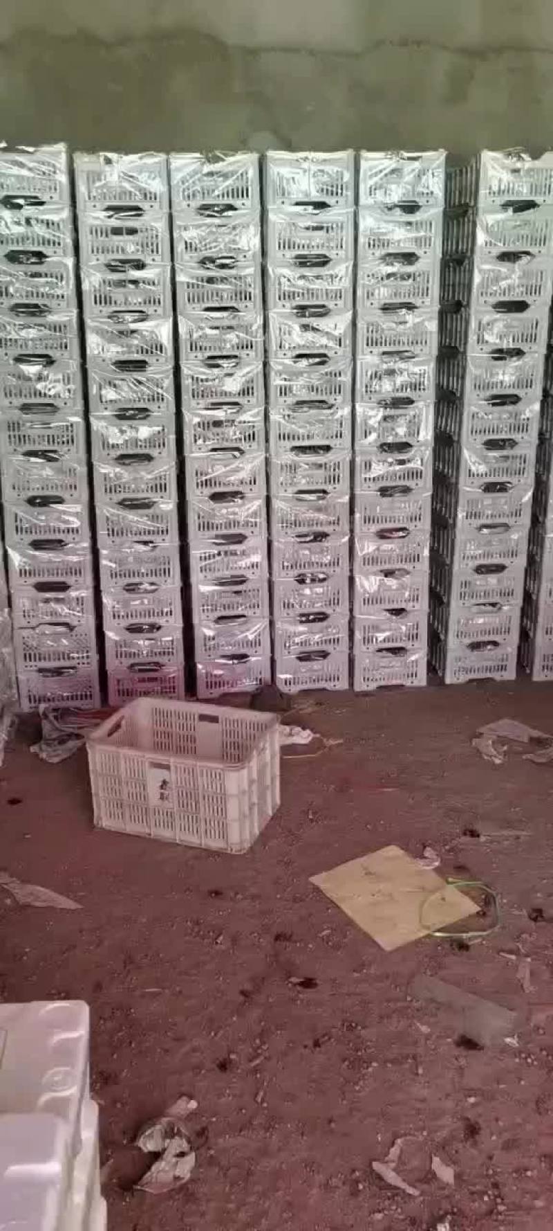 樱桃，，车厘子，，进口，国产，，一手货源充足供应链，，