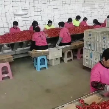 樱桃，，车厘子，，进口，国产，，一手货源充足供应链，，