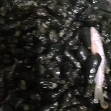 现捡新鲜山磥