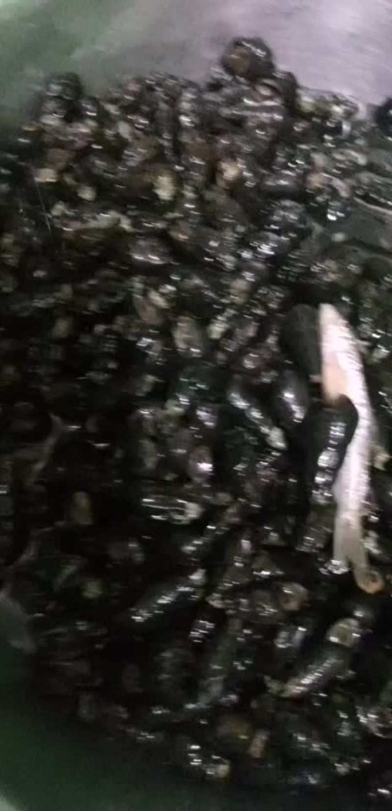 现捡新鲜山磥