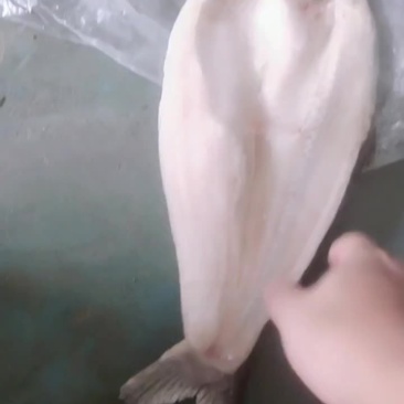 开背巴沙鱼到货，7/8/9/10条的15斤毛重，下料多