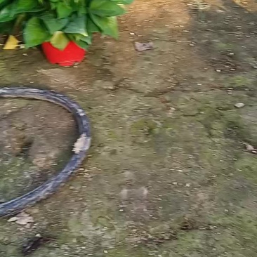 精品绿萝基地高红盆A货，品质保证，价格优势，