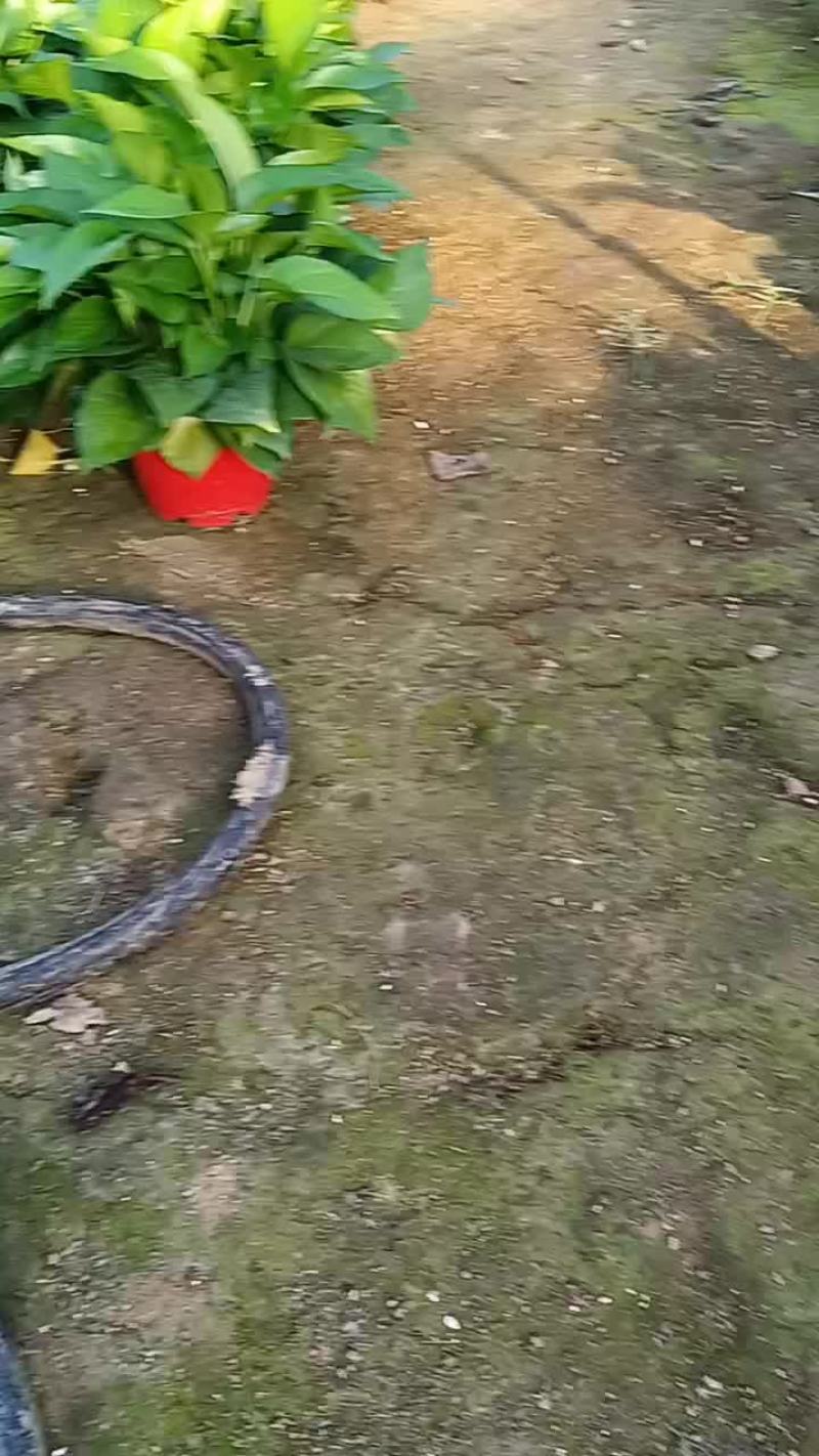 精品绿萝基地高红盆A货，品质保证，价格优势，