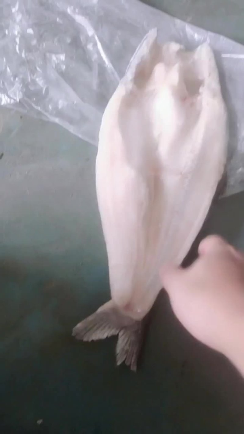 开背巴沙鱼到货，7到10一个柜，15斤毛重，个头偏大，