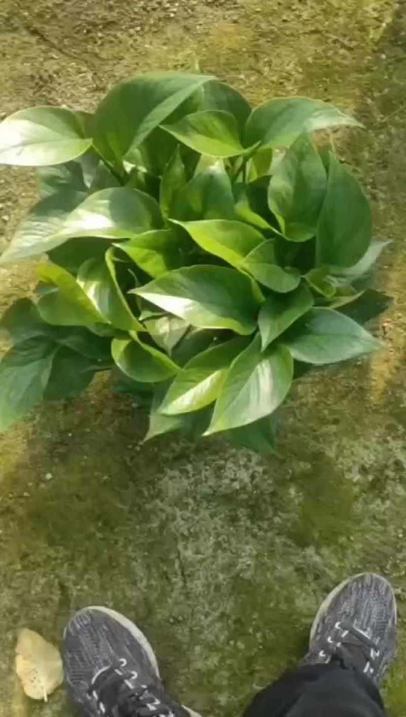 精品绿萝基地高红盆A货，品质保证，价格优势，