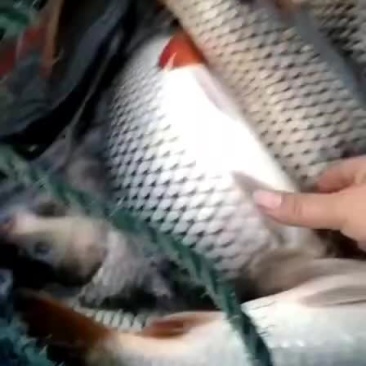 鲤鱼