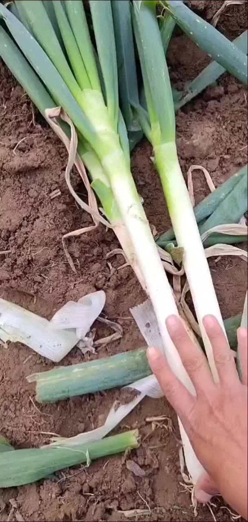大葱