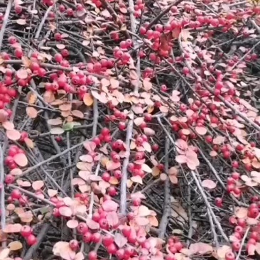 平枝荀子