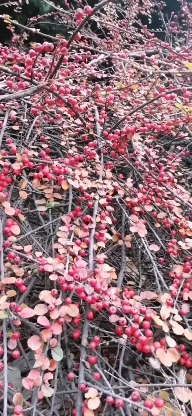 平枝荀子