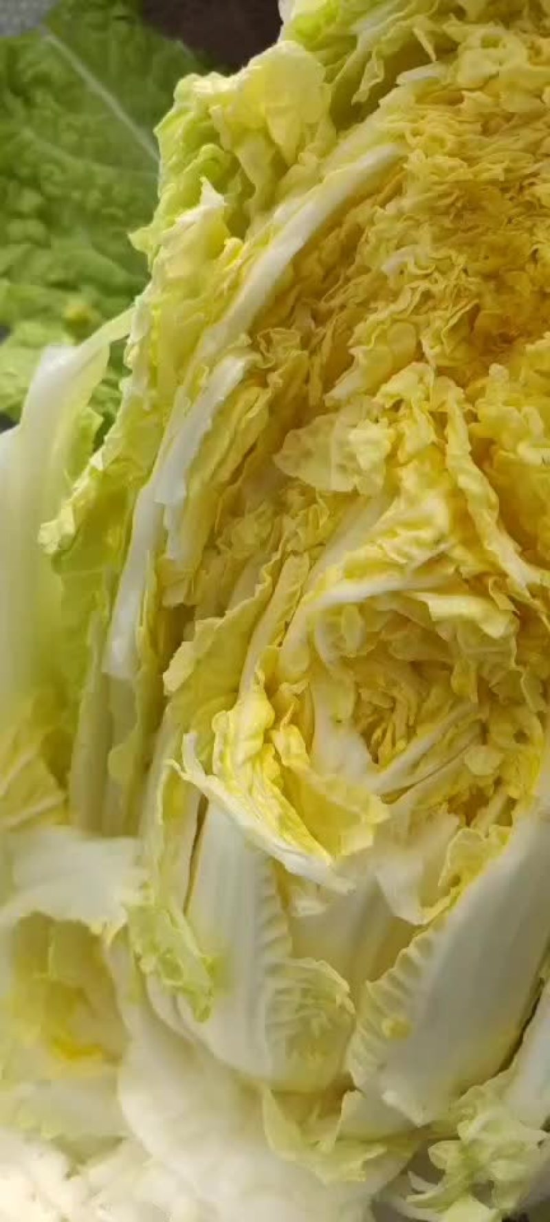 精品大棚黄心娃娃菜货源充足质量高需要的老板