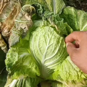 精品大棚黄心娃娃菜货源充足质量高需要的老板