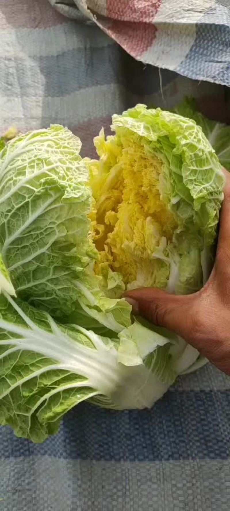 精品大棚黄心娃娃菜货源充足质量高需要的老板