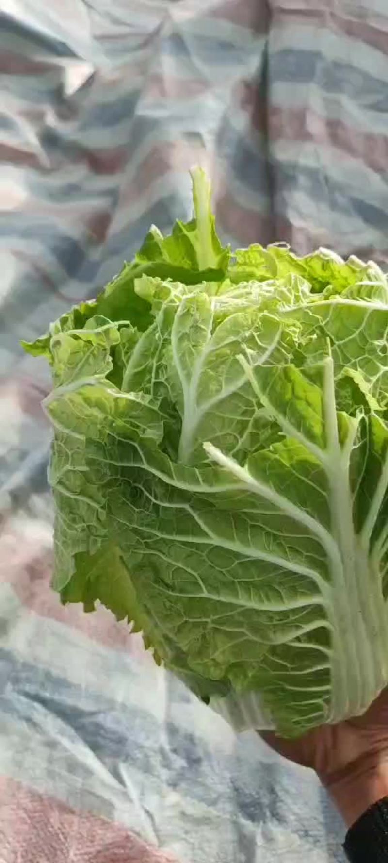 精品大棚黄心娃娃菜货源充足质量高需要的老板