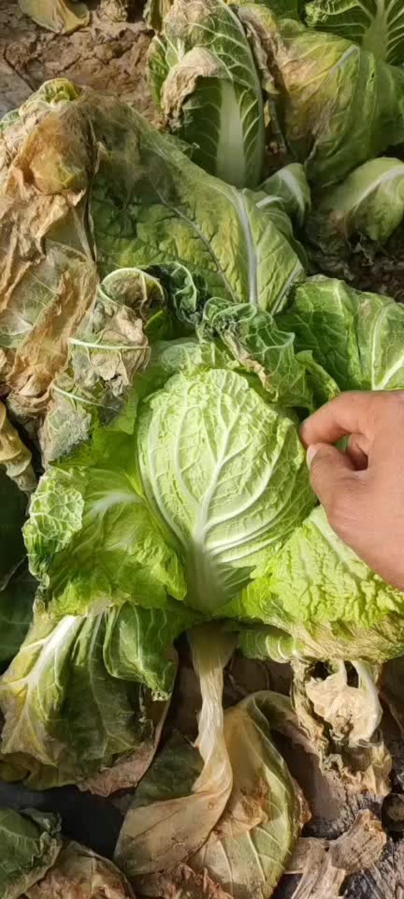精品大棚黄心娃娃菜货源充足质量高需要的老板