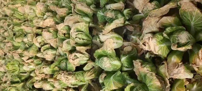 精品大棚黄心娃娃菜货源充足质量高需要的老板