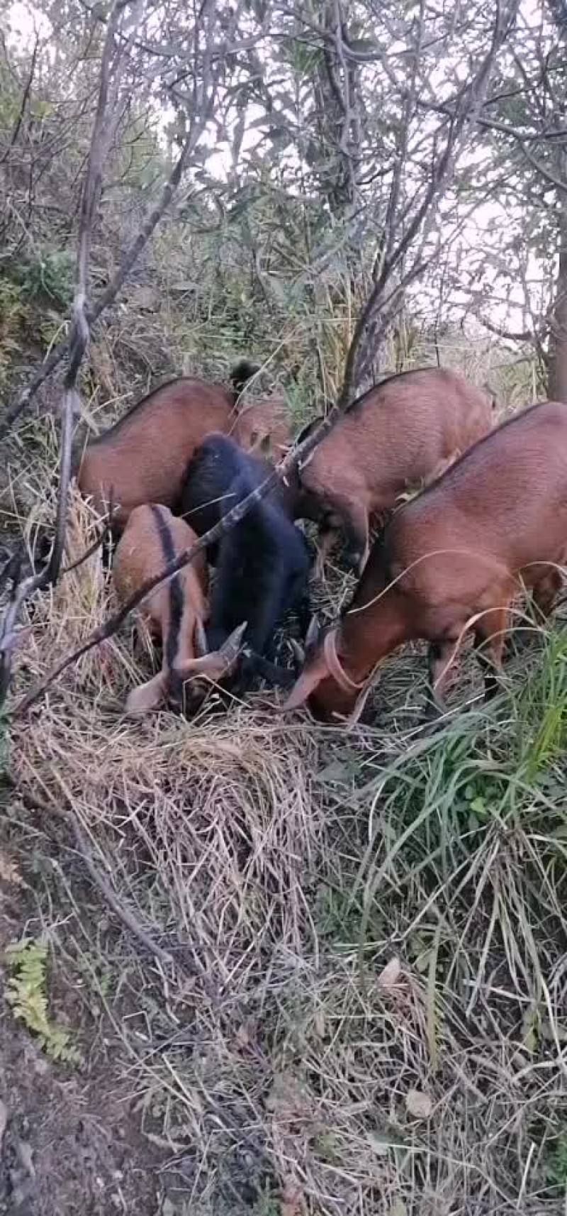 纯放养正宗黄山羊高品质