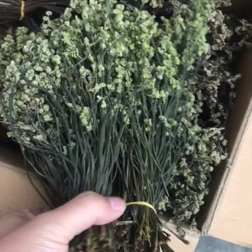 白龙江林区特产蕨菜
