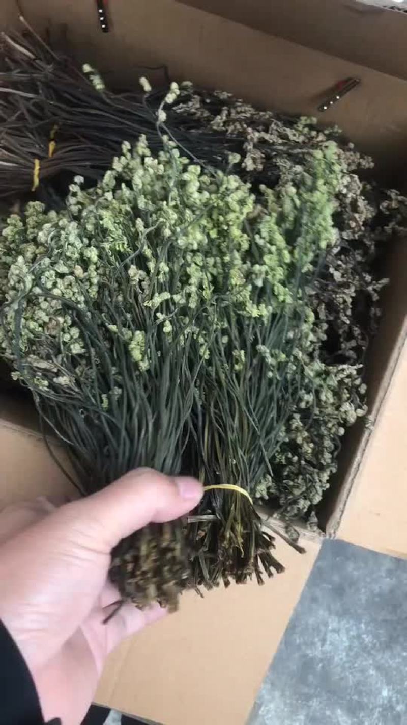 白龙江林区特产蕨菜