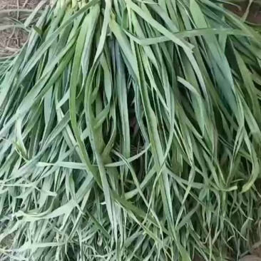 大量供应红根蒜苗，如有需要可随时来电！恭候你的光临