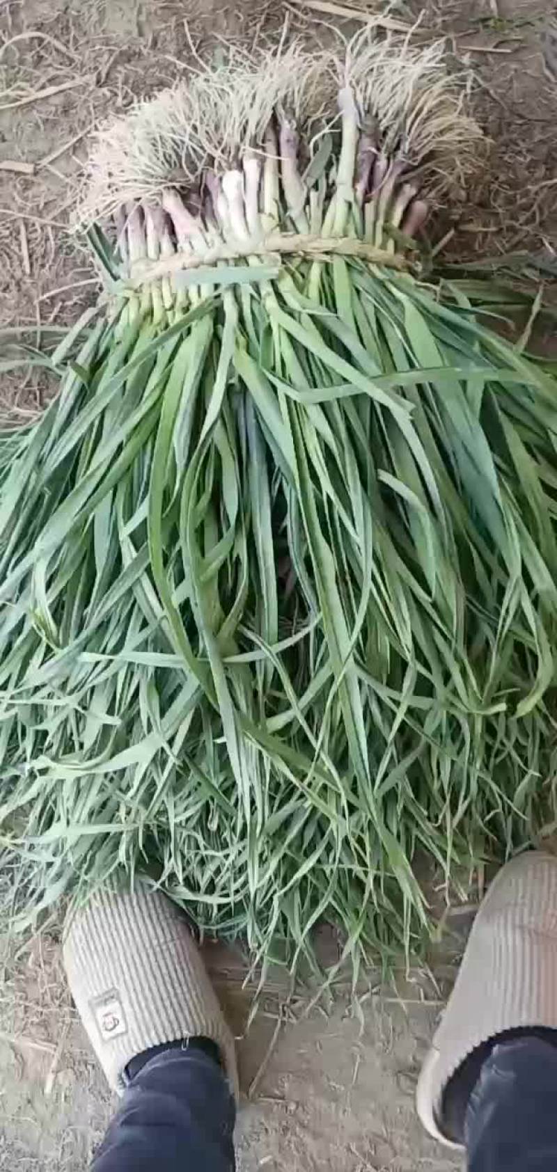 大量供应红根蒜苗，如有需要可随时来电！恭候你的光临
