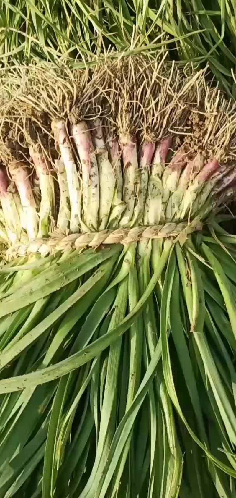 大量供应红根蒜苗，如有需要可随时来电！恭候你的光临