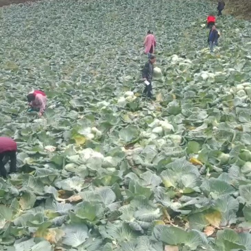 高海拔地区精品丰园913