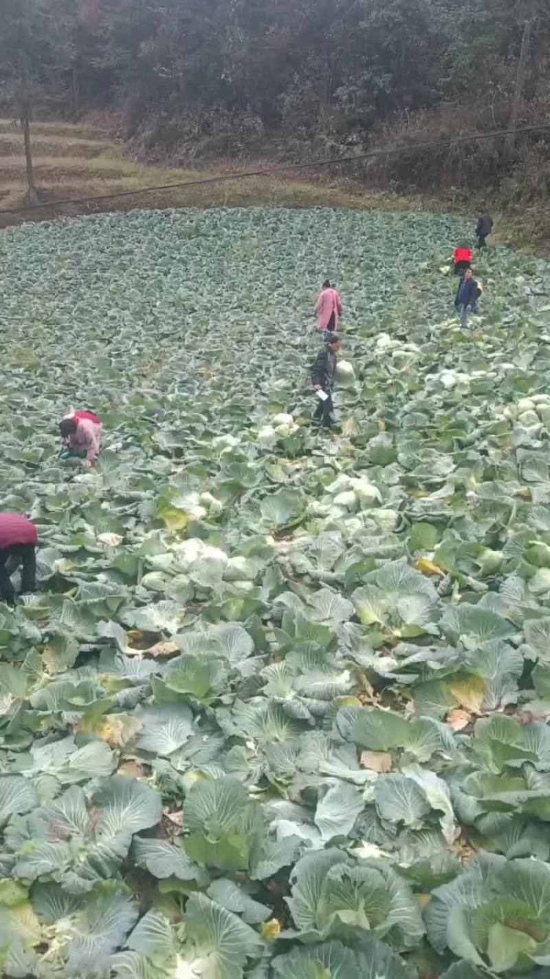 高海拔地区精品丰园913