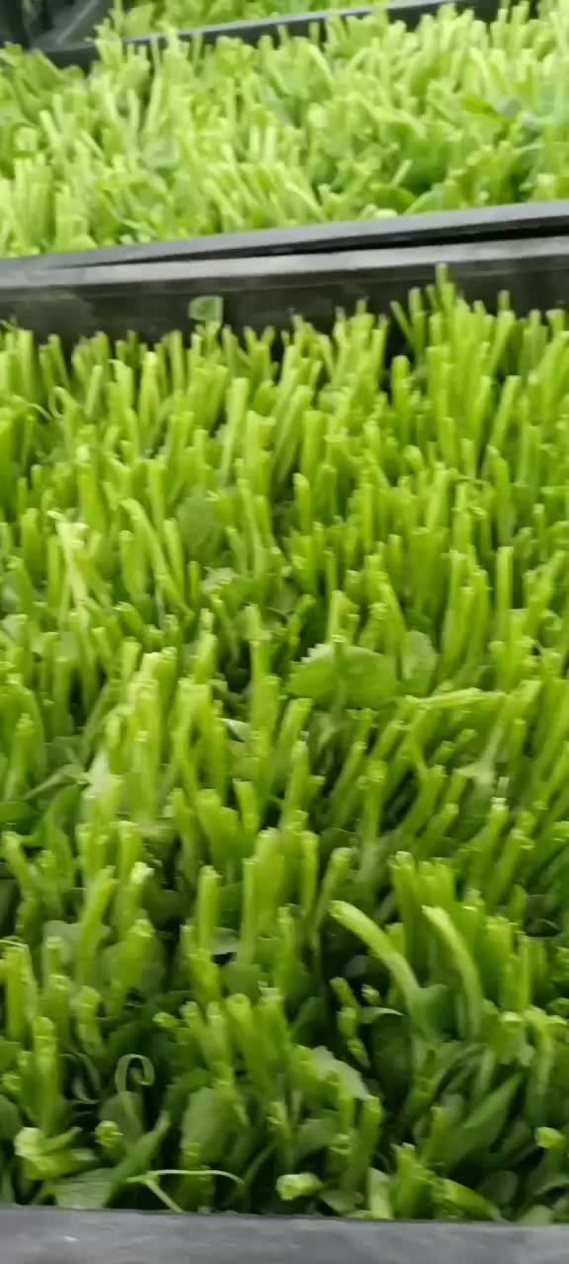 豌豆荚