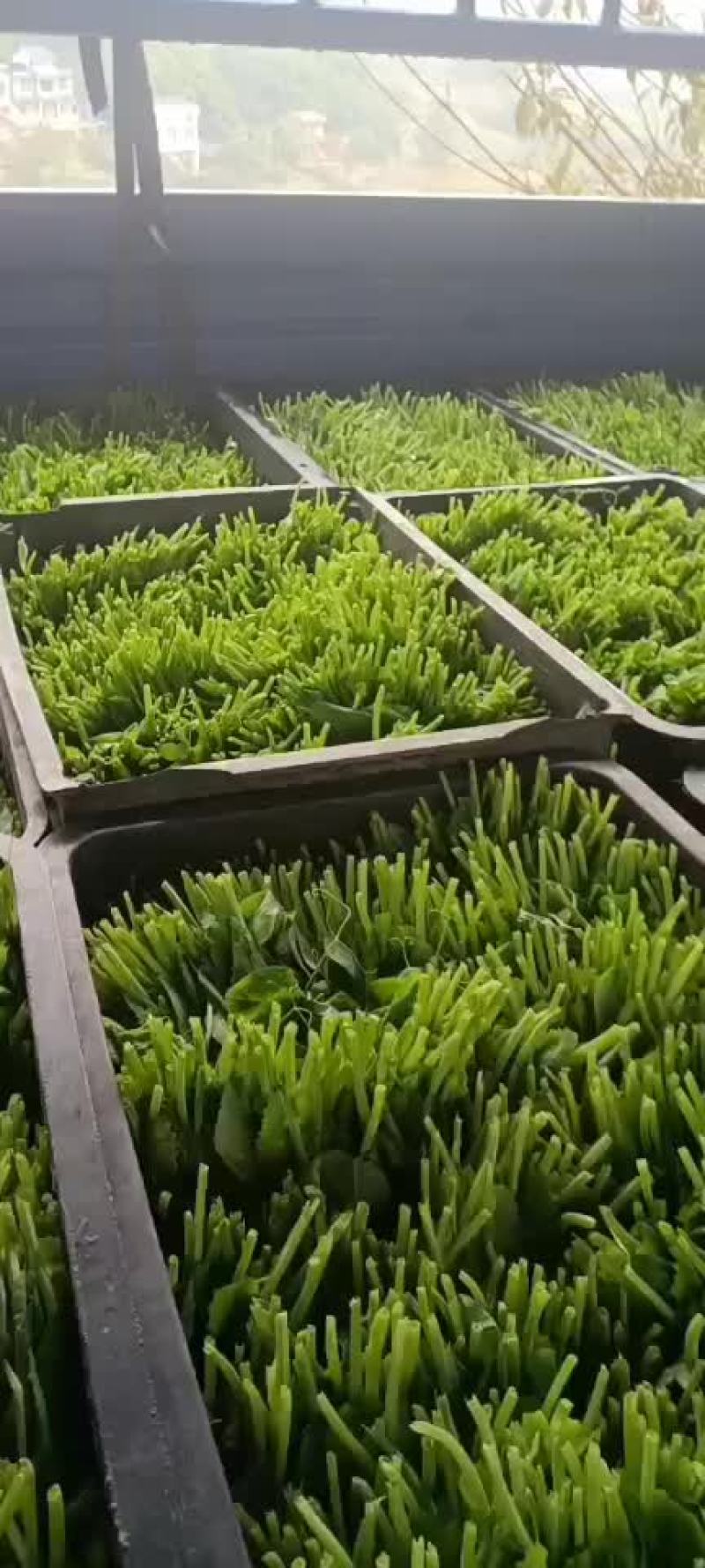 豌豆荚