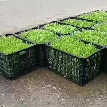豌豆荚