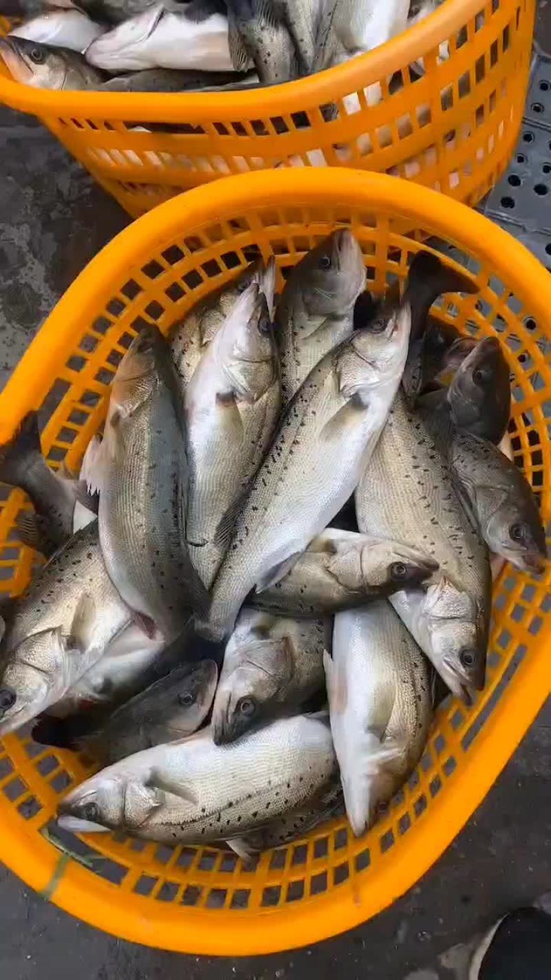 七星海鲈鱼，金鲳鱼