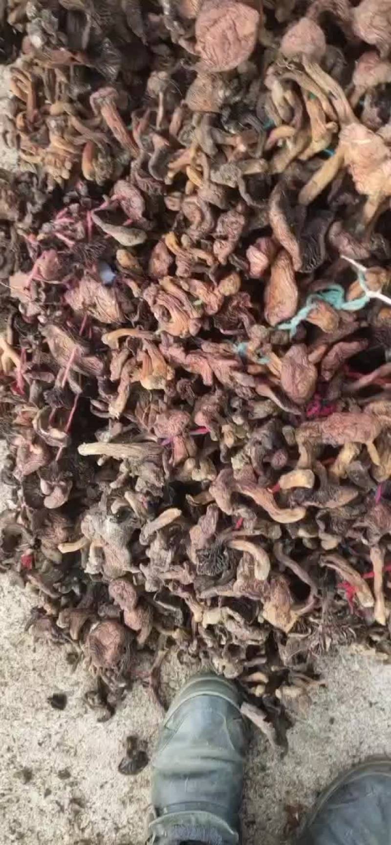 红蘑黑头串，工人把胶片都选出去了