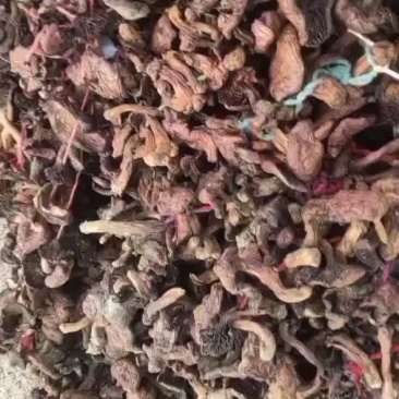 红蘑黑头串，工人把胶片都选出去了