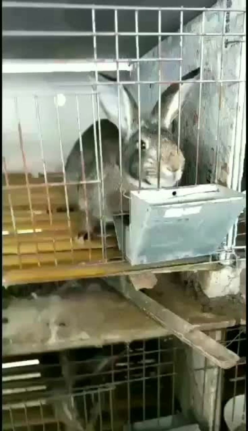 AAA种兔养殖繁育基地欢迎新老客户前来考察免费提供笼子饲