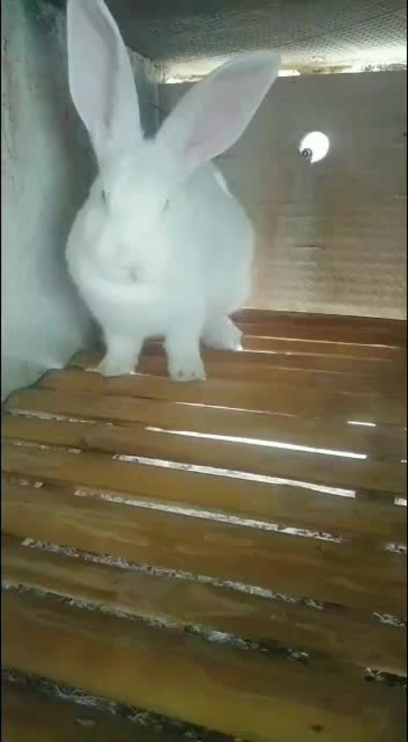 AAA种兔养殖繁育基地欢迎新老客户前来考察免费提供笼子饲