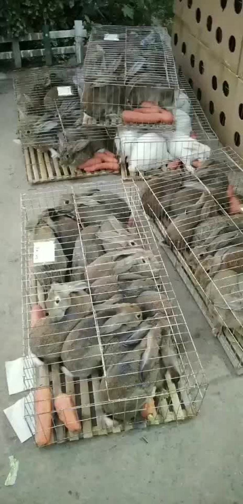 AAA种兔养殖繁育基地欢迎新老客户前来考察免费提供笼子饲