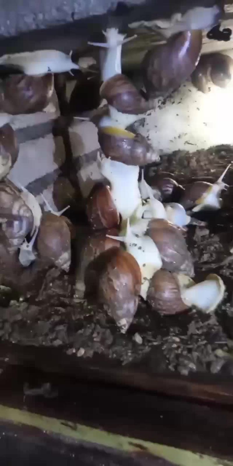 老板给蜗牛喂食