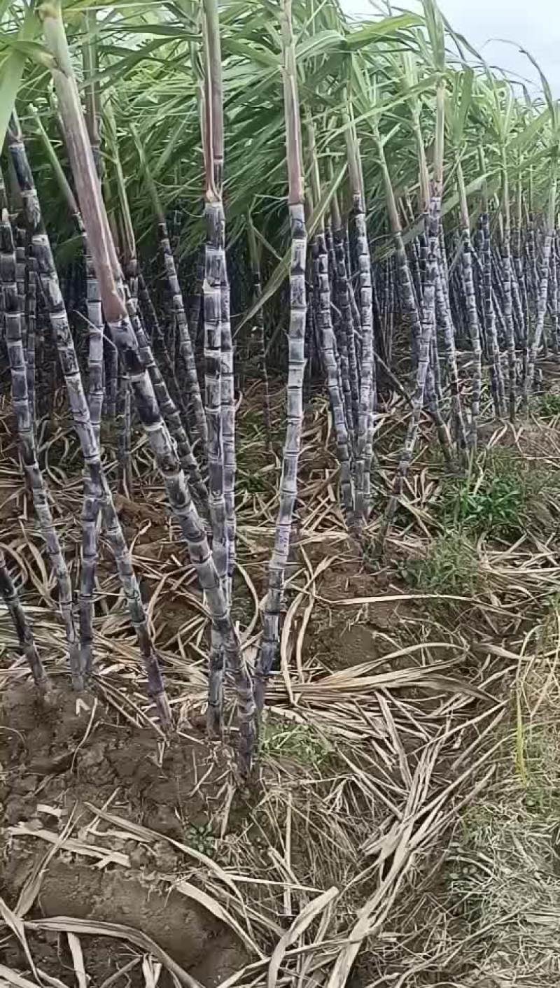 黑皮甘蔗